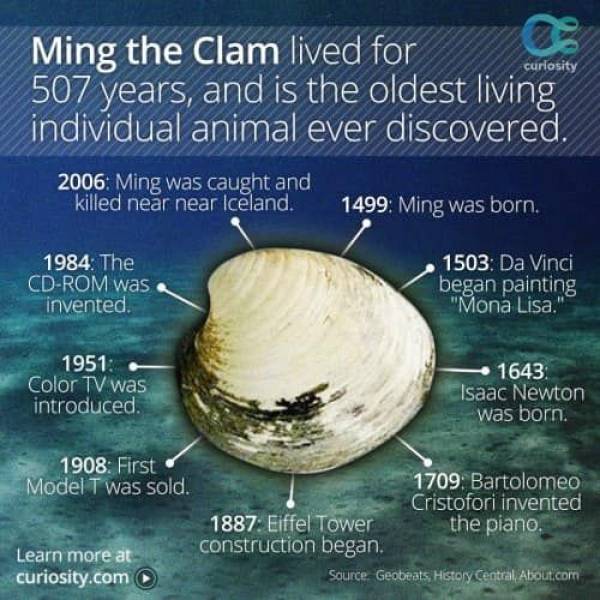 old-clam.jpg?w=600